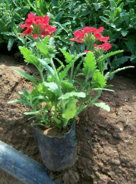 Ůӣ죩
